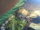 Tilly's indoor tortoise table
