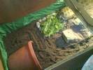 Tilly's indoor tortoise table