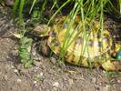 Tilly enjoying the sunshine (summer 2007)