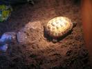 Tilly basking under her light