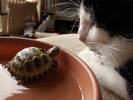 Pebble and Bo making friends
