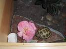 Pebbles first rose!