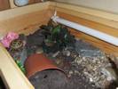 Pebbles redecorated indoor table!