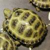 First photo of Pebble, kindly taken by the breeder. Pebble is 9mths old and weighs 45g.