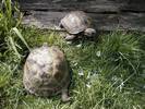 Pebbles mum (ludmila) and possible dad (ruslan)