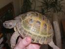 shell check please if poss