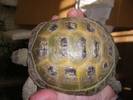 shell check please if poss