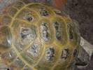 shell check please if poss