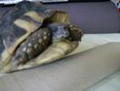 tort june 09