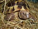 terrence  rescue tort what a hansom chap looking for a friend