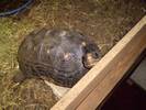 Bob also a rescue tort looking for a girlfriend asap