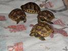 My Babies it was very hard trying to keep them still while taking there picture must be camera shy
