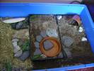 cliffs new soil/sand trays
