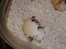 Day 56 Luckys Birth 
