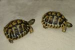 Follow the leader