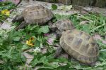 3 of my Russians, Hester with some old shell damage, Billy and Natasha eating as much as they can before the others get there.