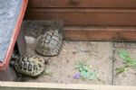 Heading their separate ways