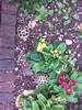 Oscar and Cecil going on the pansy attack!