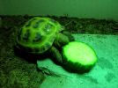 Eating cucumber before I realised I had given her a bit too much!