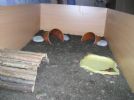 Ruby's new indoor enclosure.