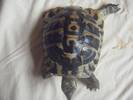 Herman the Tortoise