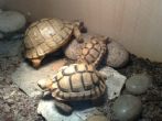 Libyan Testudo kleinmanni - click to enlarge