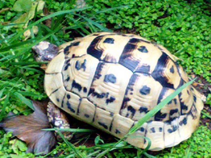 libyan greek tortoise