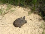Gopher tortoise in Florida.  Submitted by Amanda - click to enlarge