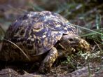 Leopard Tortoise in Okavango, Botswana.  Submitted by Peter Allison - click to enlarge