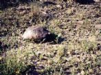 Tortoise in Antalya, Turkey.  Submitted by Sue - click to enlarge