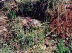 Natural tortoise habitat in Antalya, south west Turkey.  Submitted by Sue - click to enlarge