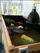 Sonya's Tortoise Table quarry chalk to enable her tortoises to self-regulate calcium intake - click to enlarge