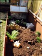 Emily's set-up with access to cold frame permitting the tortoises to warm themselves on cooler days - click to enlarge