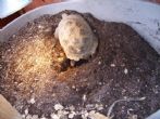 Indoor nesting site - click to enlarge