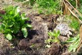 Outdoor nesting area - click to enlarge
