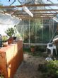 Greenhouse set-up - click to enlarge
