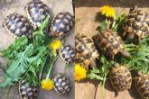 UK Bred Hermann's and Marginated Tortoises For Sale