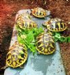 Hermanns Tortoises For Sale East Sussex