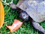 Spur-Thighed Tortoise