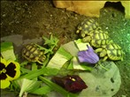 Hermanns, Marginated & Horsfield Tortoises For Sale - Midlands