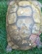 Rehomed...Sulcata : Female approx 80 years old (Mrs T )
