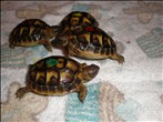 Hermanns (Boettgeri & Hermanni Hermanni) + Horsfield Tortoises for Sale - Norfolk