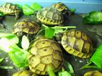 UK Bred Mediterranean Spur Thighed Tortoises For Sale (Testudo Graeca Ibera) - Kent & Hampshire