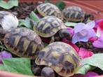 Hermanns Tortoises for Sale - Norfolk