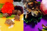 UK Bred Hermanns Tortoises (hercegovinensis), Ibera Spur-Thighed Tortoises & Tunisian Spur-Thighed Tortoises For Sale - Hampshire