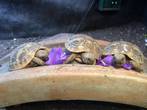 UK Captive Bred Hermanns Tortoises For Sale (THB) - Essex