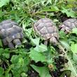 T. Ibera Hatchlings for sale + occasionally horsfield hatchlings - Surrey