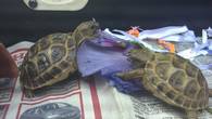 Horsfield & Hermanns Tortoises For Sale - East Sussex