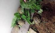 Uk Bred, Horsfields : Sheffield. South Yorks.