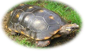 Red Foot Tortoise Protection Group